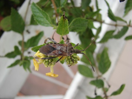 Leptoglossus occidentalis (Heidemann, 1910) 