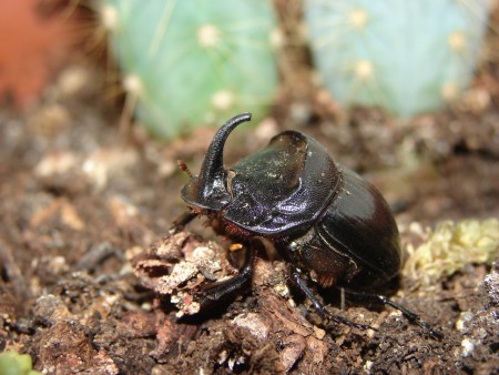 Copris hispanicus (Linnaeus, 1764)